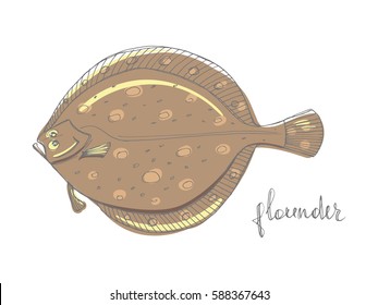 Flounder. Seafood design elements. Seafood / fish menu, poster, label etc. Hand drawn illustration in marker sketch style. Colorful vector illustration.