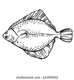 Flounder. Seafood /  sea fish menu. Hand drawn ink sketch illustration.