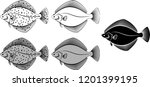 flounder - vector illustration