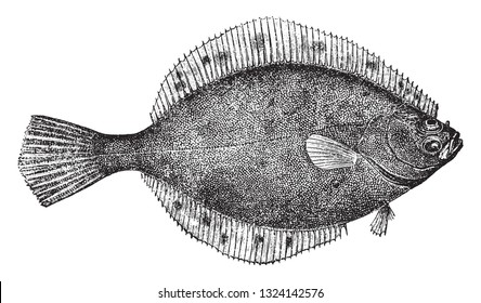 The flounder, vintage engraved illustration. From Deutch Vogel Teaching in Zoology.