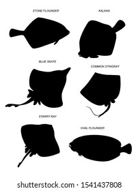 Flounders and rays. Black silhouettes with the names of fish species (blue skate, stingray, starry ray, stone flounder, kalkan). Vector drawn  images collection.
