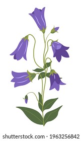 Flourishing campanula, isolated flowers of bellflower with petals, stem and leaves. Spring or summer botany, countryside or rural area decoration. Perennial blooming plant. Vector in flat style