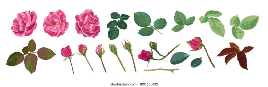 Flourishing flower elements and parts, isolated icons of buds, rose head, leaves and stem. Botanical art, blooming elegant botany. Branches and foliage. Floral decoration, vector in flat style