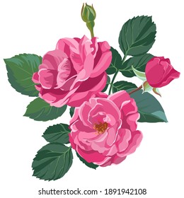 Flourishing pink rose with lush blooming, tender petals and buds. Isolated flower with thorns on stem and green leaves. Decorative botany, romantic gift or vintage present. Vector in flat style