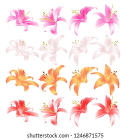 Flovers closeup Lily pink white yellow and red Lilium candidum  on a white background  vintage vector illustration editable Hand draw