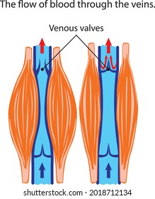 The flow of blood through the veins.