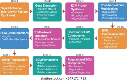 Flow Chart of Extracellular Matrix Production and Regulation, Detailed Vector Illustration of ECM Synthesis, Regulation, and Degradation, Cellular Biology Diagram