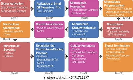 Flow Chart of Microtubule Dynamics, Detailed Vector Illustration of Microtubule Assembly and Disassembly, Cellular Cytoskeleton Diagram