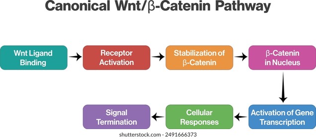 Diagrama de flujo de la vía canónica de la Wntβ catenina en la señalización celular sobre fondo blanco.