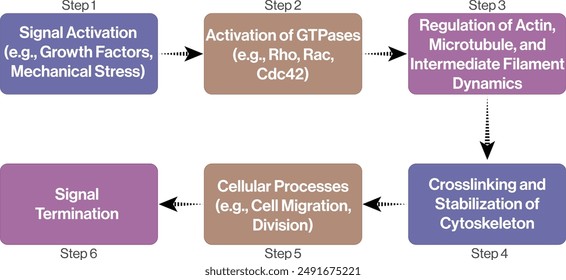Diagrama de flujo de la dinámica del citoesqueleto, Diagrama de Vector sobre fondo blanco para estudios de biología celular e investigación.