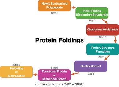 Flussdiagramm, das die Stufen und Mechanismen der Proteinfaltung in einem klaren weißen Hintergrund darstellt.