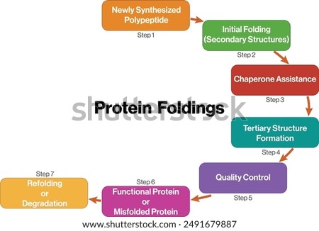 Flowchart Depicting Protein Folding Stages and Mechanisms in a Clear White Background.