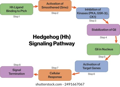 Flowchart of Hedgehog Signaling Pathway in Cellular Communication on White Background.