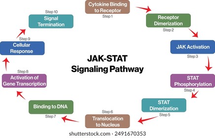 Flowchart of JAK STAT Signaling Pathway in Cellular Communication on White Background.