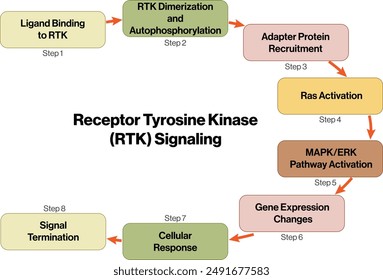 Diagrama de flujo de los mecanismos de señalización del receptor de tirosina quinasa (RTK), Ilustración vectorial sobre fondo blanco para estudios de biología.