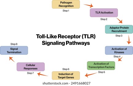 Flowchart of Toll Like Receptor Pathways in Immune Response on White Background.