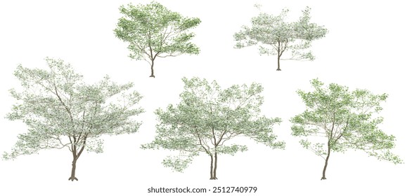 Floweing white dogwood Trees isolated on white background