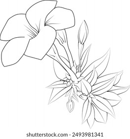 Flower Allamanda line art collection, Advanced Flower Coloring Page, Beautiful Allamanda flowers wall art, Allamanda Coloring Pages, artistic decorative floral sketches, pretty flower coloring pages