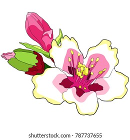 flower of the almond blossoms with buds. vector illustration