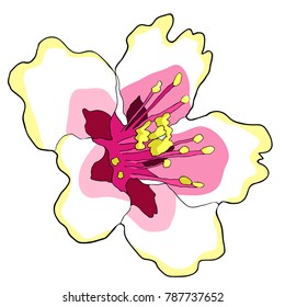 flower of the almond blossoms a nut. vector illustration