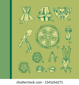 Flower anatomy. asclepiadaceae-convolvulaceae. Vintage illustration drawing. Colored, 100% editable vectors.