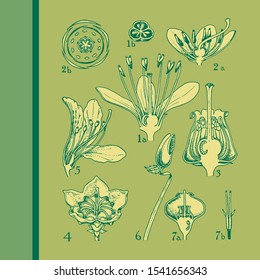 Flower anatomy. clethraceae-pyrolaceae. Vintage illustration drawing. Colored, 100% editable vectors.