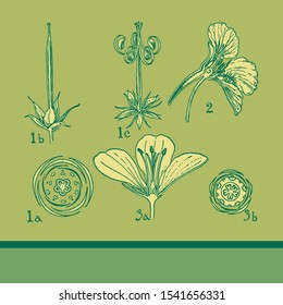 Flower anatomy. geraniaceae-tropaeolaceae. Vintage illustration drawing. Colored, 100% editable vectors.