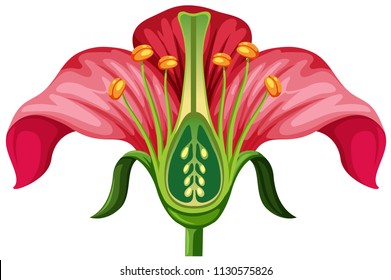 Flower anatomy on white background illustration