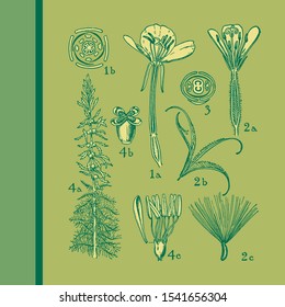 Flower anatomy. onagraceae-haloragidaceae. Vintage illustration drawing. Colored, 100% editable vectors.