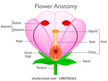 Flower anatomy. Plant reproductive system diagram, annotated. Flowering plants reproduction system. Pink, red flowers parts, components structure. White  background. Drawing illustration. Vector