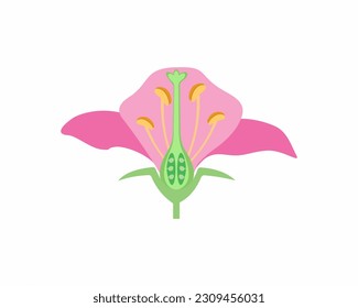 Flower anatomy Plant reproductive system diagram