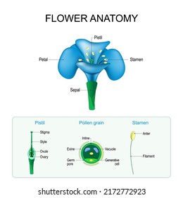 Flower anatomy. Structure of Pistil, Stamen, and Pollen grain. Gamete in Plants. Male and Female  Reproductive System in Plants. vector poster for education