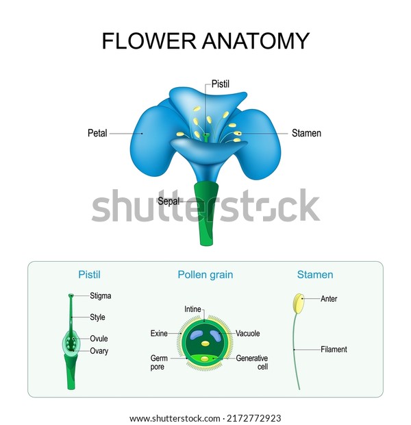 Flower anatomy. Structure of Pistil,\
Stamen, and Pollen grain. Gamete in Plants. Male and Female \
Reproductive System in Plants. vector poster for\
education