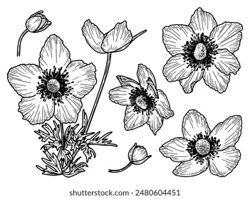 Flower anemone crown sketch. Garden buttercup. Plant bud. Set of elements. Blooming nature. Hand drawn vector line illustration.