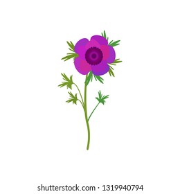 flower Anemone, pink spring flower with stem and leaves