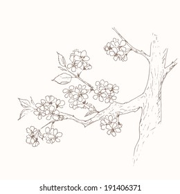 Flower of apple background. Floral hand drawn card