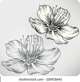 Flower apricots, hand-drawing. Vector illustration.