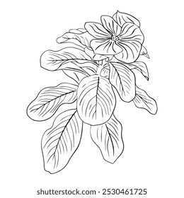 Flower arrangement of catharanthus with leaves hand drawn in sketch style. Periwinkle flower. Vector illustration