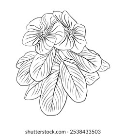 Flower arrangement of catharanthus with leaves hand drawn in sketch style. Periwinkle flower. Vector illustration