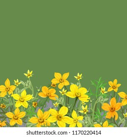 Flower arrangement of flowers Bidens, vector illustration.