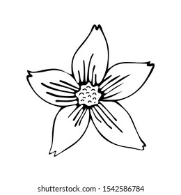 Flower art line. Sakura or Apple blossoms in vector isolated on white background. Spring flowers drawn in black and white line. Icon or symbol of spring and flowers.Doodle outline. Sketch.