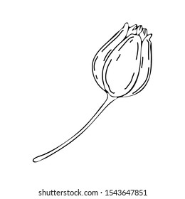 Flower art line. Tulip in vector isolated on white background. Spring flowers drawn in black and white line. Icon or symbol of spring and flowers.Continuous line drawing. Doodle outline. Sketch.