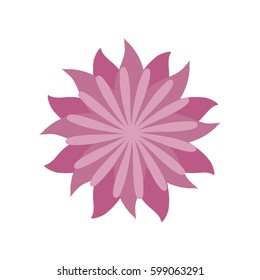 flower aster decoration image vector illustration eps 10