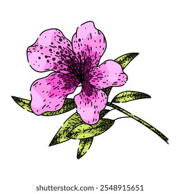 Flor Azalea dibujado a mano. jardín de flores, arbusto de hoja perenne, caducifolio rosa flor Azalea boceto de Vector. ilustración de color aislado
