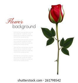 Flower background with a beautiful red rose. Vector.