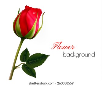 Flower background with a beautiful red rose with green leaves. Vector