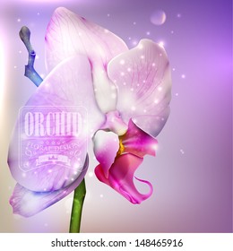 flower background with blossom orchid