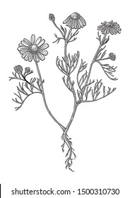 flower background chamomile graphic botanical