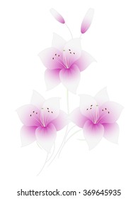 Flower background, lily.