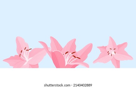 Flower background with pink beautiful lilies. Lilly vector illustration